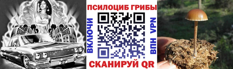 дарк нет клад  Унеча  Псилоцибиновые грибы Psilocybe  хочу наркоту 